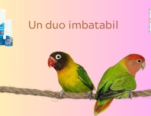 Un duo imbatabil pentru sănătatea întregii familii